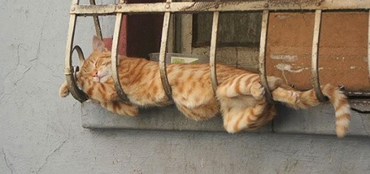 cat.jpg