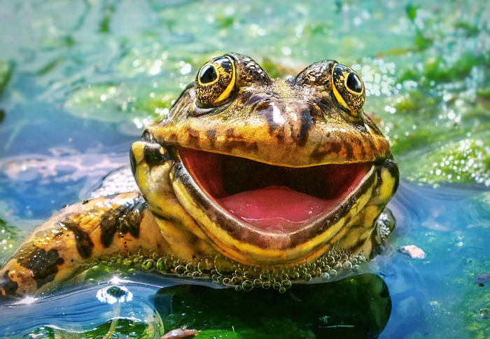 frog.jpg