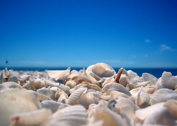 shell-beach-australia-62.jpg