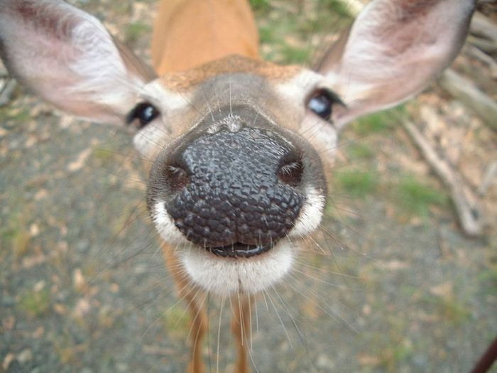 deer-close-up-big.jpg