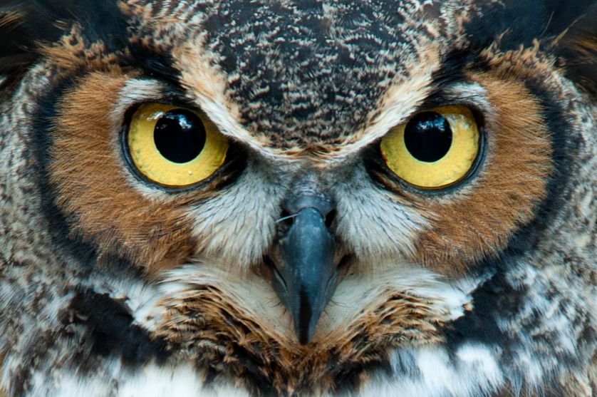 closeup-great-horned-owl.jpg.838x0_q80.jpg