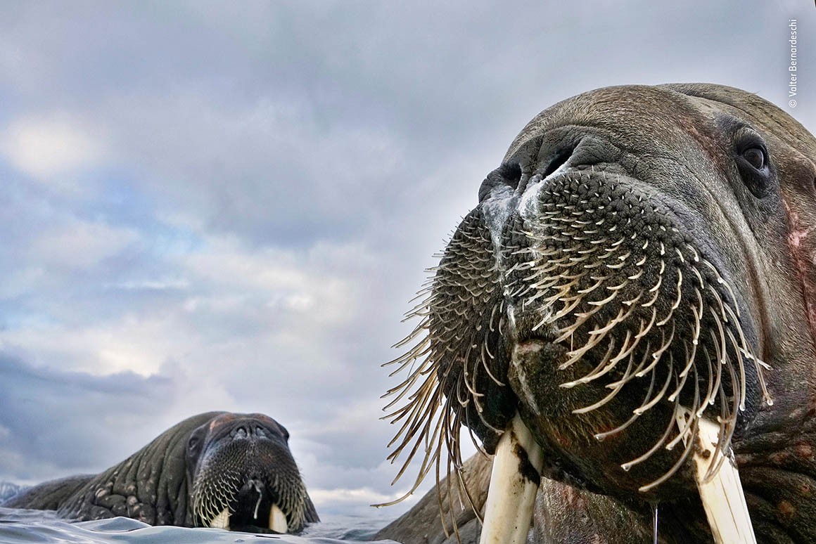 Wildlife-Photographer-of-The-Year-2018-006.jpeg