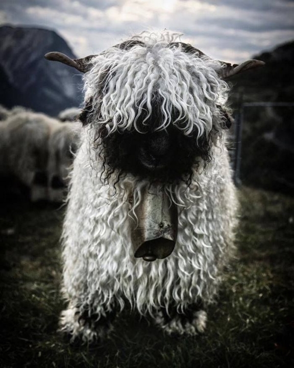 next-time-you-count-sheep-to-fall-asleep-think-of-valais-blacknose-sheep-11-pictures-10.jpg