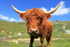 μια-σκωτσέζικη-αγελάδα-ορεινών-περιοχών-33236469.jpg