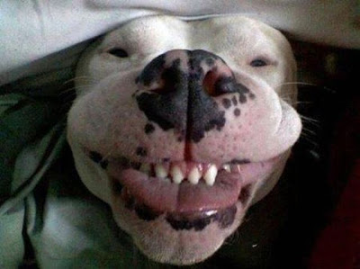 animals_126_22.jpg