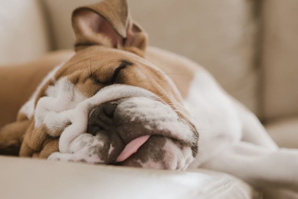 sleeping-dog-1024x683.jpg