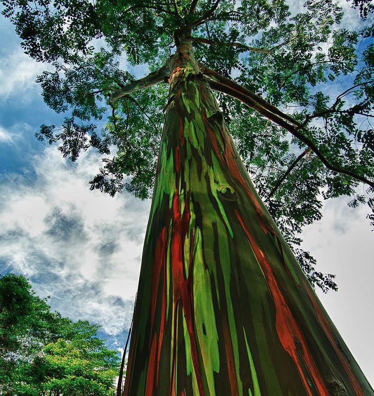 rainbow-eucalyptus-tree-crop.jpg