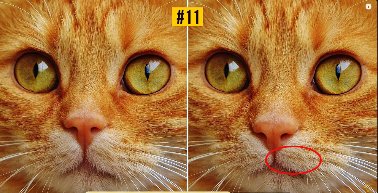 cat copy.jpg