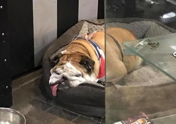 pitbull.jpg