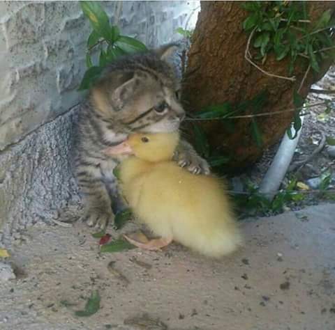 FB_IMG_1503667014943.jpg